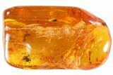 Detailed Fossil Fly (Diptera) In Baltic Amber #81772-1